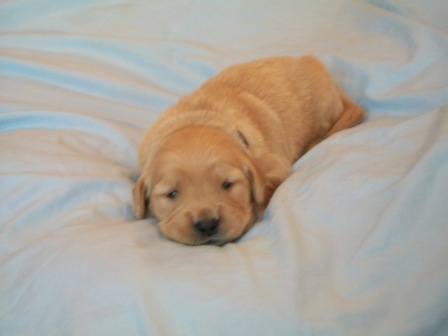 picture of Camo Green 6